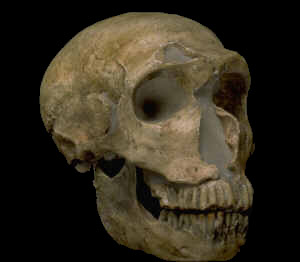 Skull of Krapina man in Croation Natural Sciences Museum