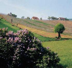 Croatian wineyard next to Zagreb